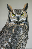 Eagle Owl Looking Directly At Camera T2E8772